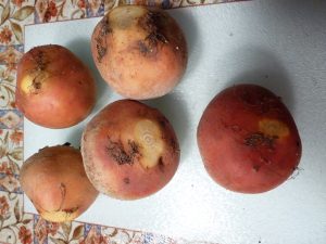 picture of golden beets